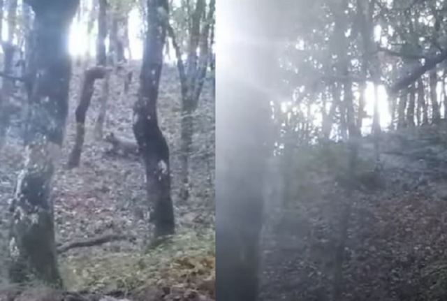 Κοζάνη: Στιγμές τρόμου για κυνηγό που δέχθηκε επίθεση από αρκούδα – ΒΙΝΤΕΟ