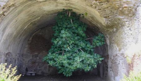 Τα πάνω κάτω: Η παράξενη συκιά που φυτρώνει ανάποδα στα ερείπια αρχαίας ρωμαϊκής πόλης