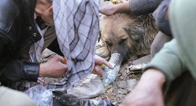 Σκηνές εξαθλίωσης στο Αφγανιστάν: Άστεγοι δίνουν ηρωίνη σε σκύλους, τους χρησιμοποιούν για να μένουν ζεστοί