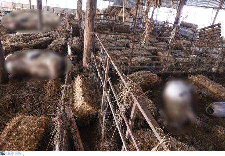 Στοιβάζουν σε καρότσες τα νεκρά ζώα στη Θεσσαλία - Εικόνες αποκάλυψης στις στάνες