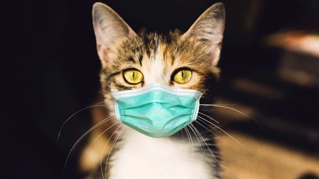 Πρώτη περίπτωση παγκοσμίως: Κτηνίατρος κόλλησε κορονοϊό πιθανόν από... γάτα που νοσούσε!