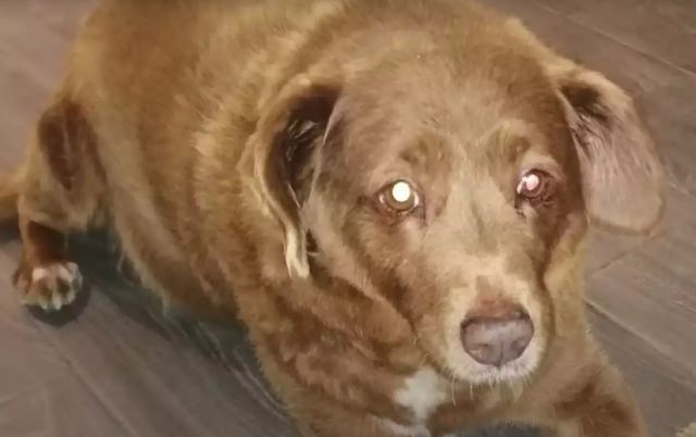Έφυγε από τη ζωή ο Μπόμπι – Ήταν ο γηραιότερος σκύλος στον κόσμο