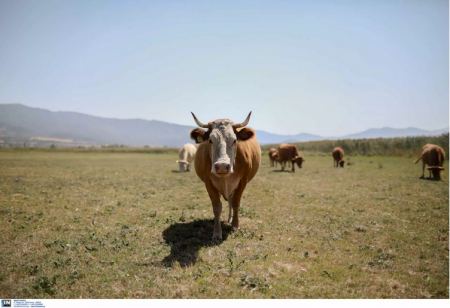 Η Νέα Ζηλανδία βάζει φόρο στο… ρέψιμο των αγελάδων