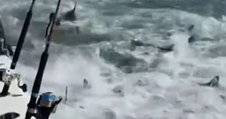 Απίστευτο βίντεο: Φρενίτιδα σε κοπάδι από καρχαρίες που βρήκαν το... γεύμα τους