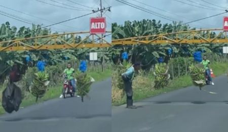 Στην Κόστα Ρίκα δημιουργείται κυκλοφοριακό κομφούζιο για να περάσουν τον δρόμο... μπανάνες (ΒΙΝΤΕΟ)
