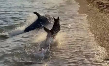 Τα παιχνίδια του σκύλου με τα δελφίνια που έφτασαν στην ακτή