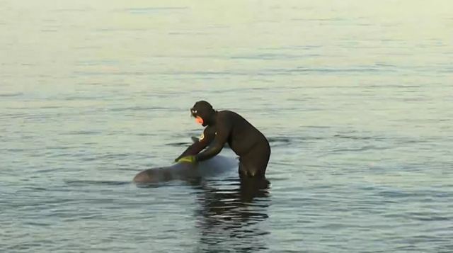 Απίστευτο θέαμα στον Άλιμο: Τραυματισμένη φάλαινα εντοπίστηκε στα ρηχά - Μεγάλη επιχείρηση του Λιμενικού