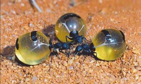 Ανακαλύφθηκαν μυρμήγκια που παράγουν μέλι με αντιμικροβιακές ιδιότητες