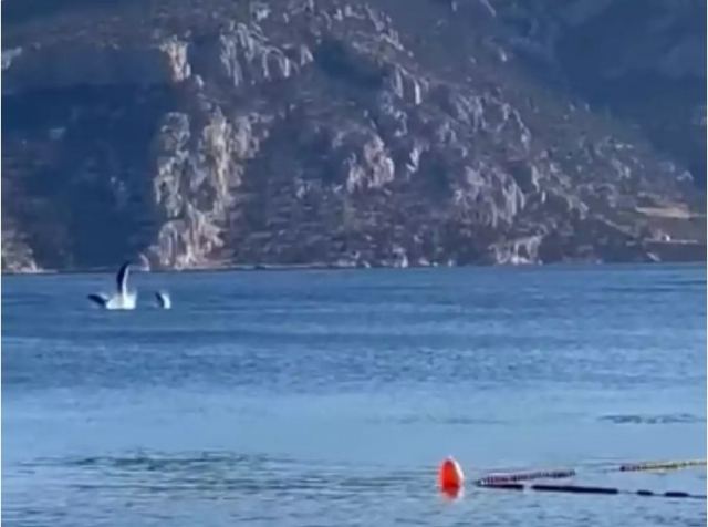 Δελφίνια παίζουν και κάνουν φιγούρες δίπλα σε κολυμβητές στα Άσπρα Σπίτια