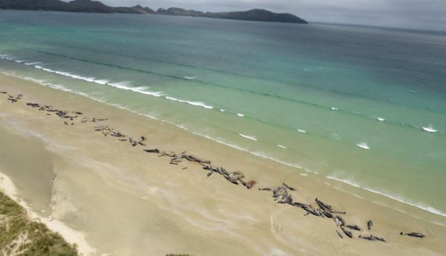 Μυστήριο στη Νέα Ζηλανδία με 150 νεκρά δελφίνια [pic]