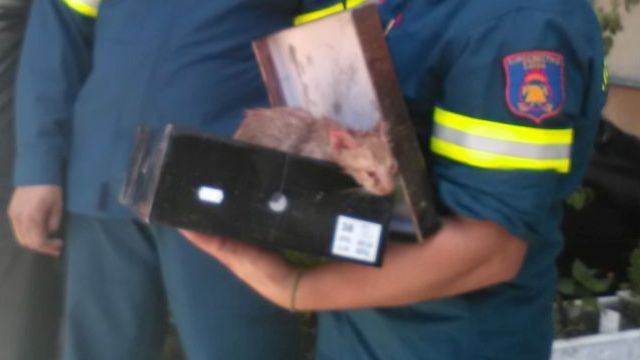 Πυροσβέστες έσωσαν γατάκι που είχε μπλεχτεί σε πλέγμα