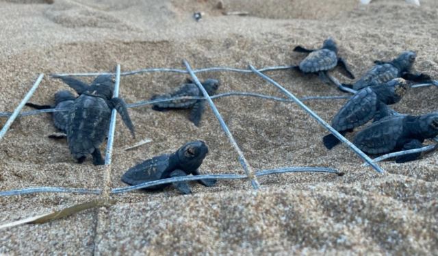 Ζάκυνθος: Παγκόσμιο ρεκόρ 37 χρόνων αναπαραγωγικής ζωής για τη χελώνα Καρέττα «Γαία»
