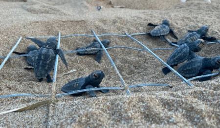 Ζάκυνθος: Παγκόσμιο ρεκόρ 37 χρόνων αναπαραγωγικής ζωής για τη χελώνα Καρέττα «Γαία»