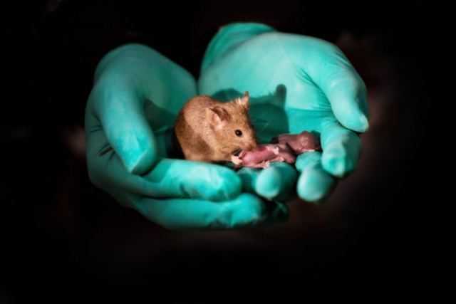 Φάρμακο ξανάνιωσε τον γέρικο εγκέφαλο σε ποντίκια