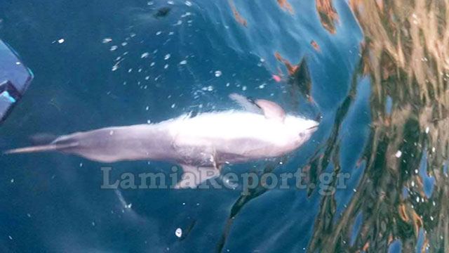 Νεκρό δελφίνι ξεβράστηκε σε ακτή της Φθιώτιδας