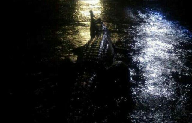 Πλημμύρες σάρωσαν την Κουίνσλαντ – Κροκόδειλοι βγήκαν στους δρόμους