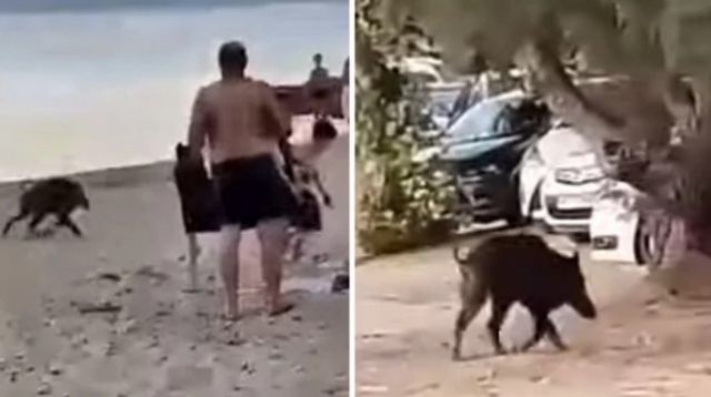 Αγριογούρουνο κάνει μπάνιο στη θάλασσα και κόβει βόλτες στην παραλία - ΒΙΝΤΕΟ
