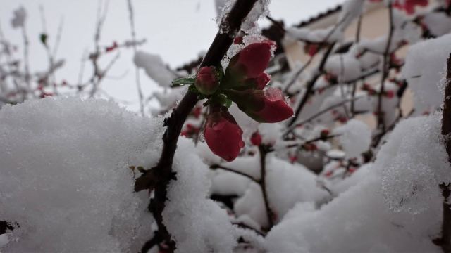 Όμορφες εικόνες της φύσης από τη χιονισμένη Αμφίκλεια