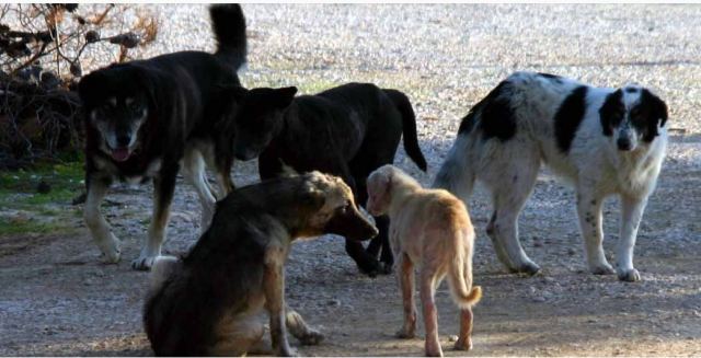Καταγγελία για αδέσποτα σκυλιά στη Νότια Λαμία
