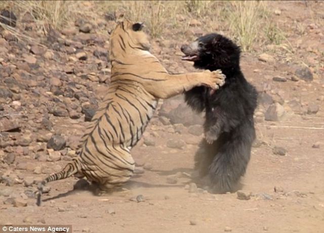 Επική μονομαχία τίγρη με αρκούδα - Ποιος νίκησε; (pics &amp; vid)