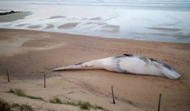 Νέα Ζηλανδία: Νεκρές σχεδόν 100 φάλαινες που εγκλωβίστηκαν στα νησιά Κάθαμ (video)