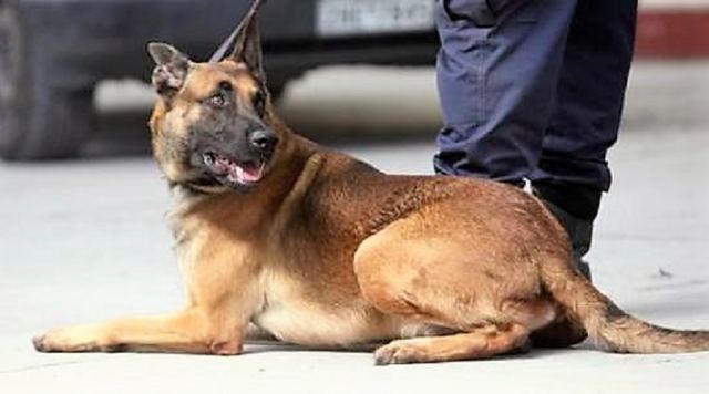 Ο αστυνομικός σκύλος «ξετρύπωσε» τα ναρκωτικά