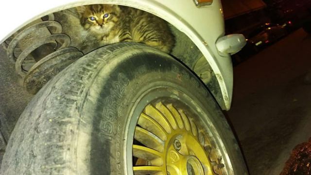Λαμία: Γατάκι είχε «τρυπώσει» σε μηχανή αυτοκινήτου