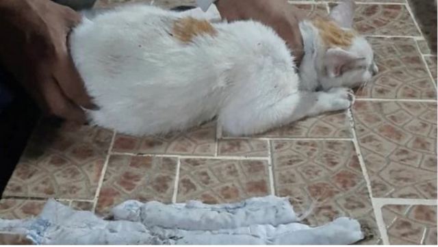 Παναμάς: Ένας...γάτος-βαποράκι &quot;συνελήφθη&quot; έξω από φυλακή