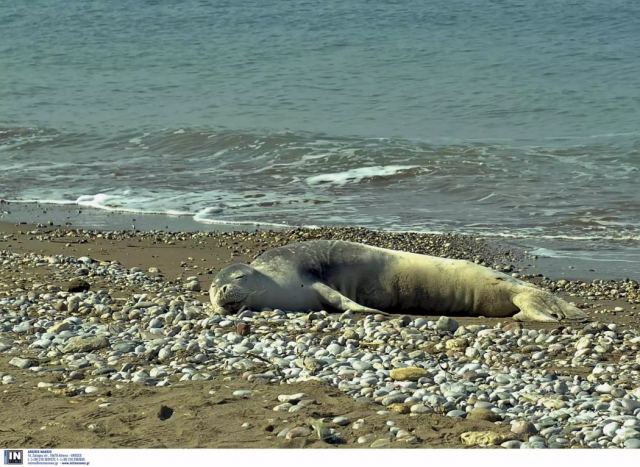 Ρωσία: 150 φώκιες νεκρές σε παραλία της Κασπίας Θάλασσας