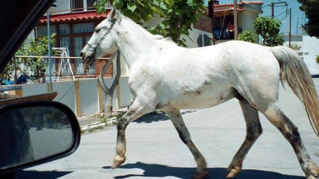 Εντοπίστηκε το άλογο που «έκοβε βόλτες» στη Θεσσαλονίκη