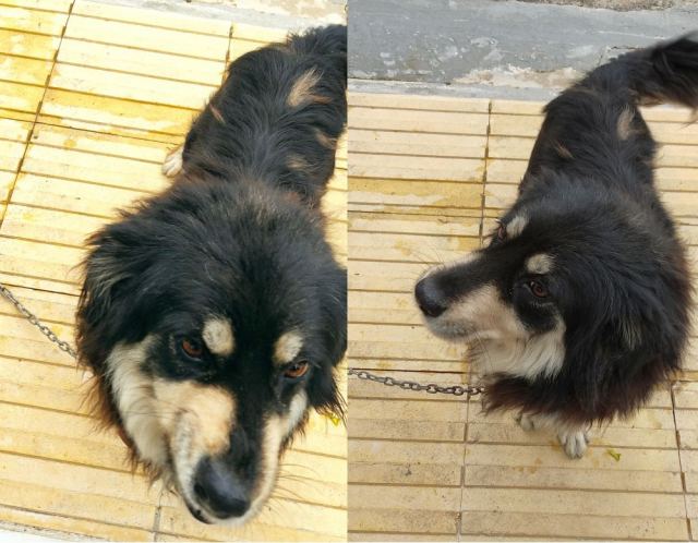 Βρέθηκε σκυλάκι στα κάτω Καλύβια