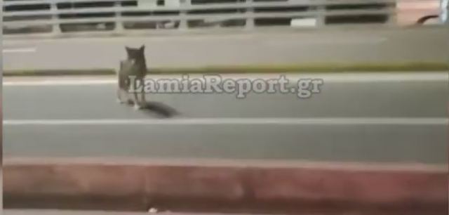 Λύκος κόβει βόλτες στο λιμάνι του Αγίου Κωνσταντίνου - ΒΙΝΤΕΟ
