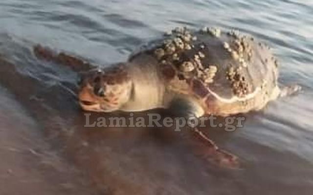Νεκρές χελώνες καρέτα καρέτα σε παραλίες της Ανατολικής Φθιώτιδας