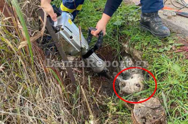 Λαμία: Σκύλος έμεινε παγιδευμένος τρεις μέρες σε τσιμενταύλακα