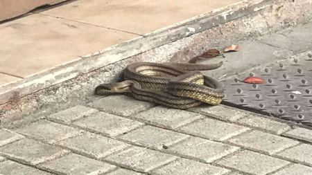 Φίδι αναστάτωσε το κέντρο της Λάρισας (ΦΩΤΟ)