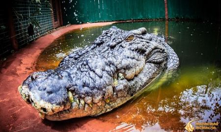 Ο μεγαλύτερος κροκόδειλος του κόσμου έκλεισε τα 120 χρόνια του!