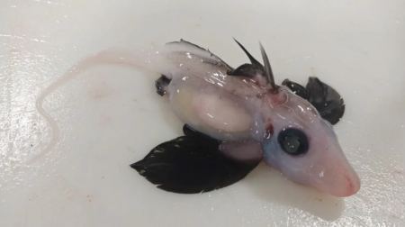 Το παράξενο πλάσμα που ζει στα βάθη του ωκεανού - Ένα σπάνιο μωρό καρχαρίας φάντασμα