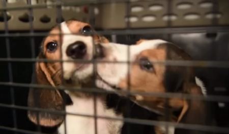 ΗΠΑ: Οι Αρχές έσωσαν 4.000 σκυλιά που προορίζονταν για πειράματα