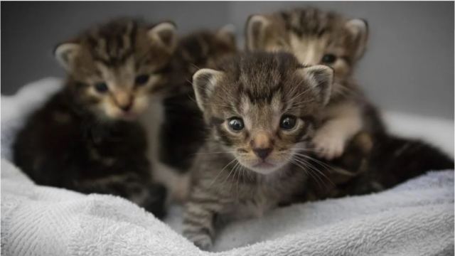 Θεσσαλονίκη: Τεμάχισαν νεογέννητα γατάκια και τα έβαλαν σε πιάτο σίτισης των αδέσποτων!