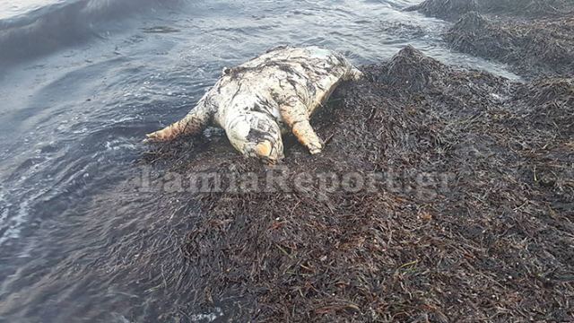 Ξεβράστηκε νεκρή χελώνα σε παραλία της Φθιώτιδας
