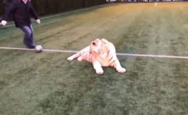 Απίστευτο: Δείτε τίγρη να παίζει ποδόσφαιρο