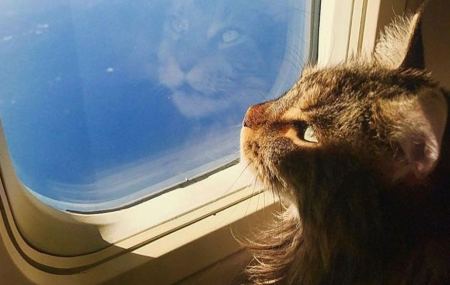 Απίστευτο περιστατικό σε αεροδρόμιο της Νέας Υόρκης: Βρήκαν γάτα μέσα σε... βαλίτσα!