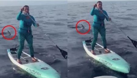 ΗΠΑ: Βίντεο: Απίστευτη ψυχραιμία από γυναίκα που έκανε SUP δίπλα σε καρχαρία 500 κιλών