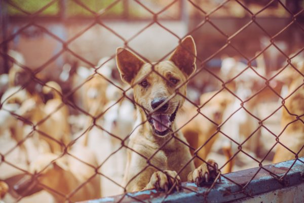 Ιταλία: Εννέα μηνών κοριτσάκι σκοτώθηκε από επίθεση του πιτ μπουλ της οικογένειας του
