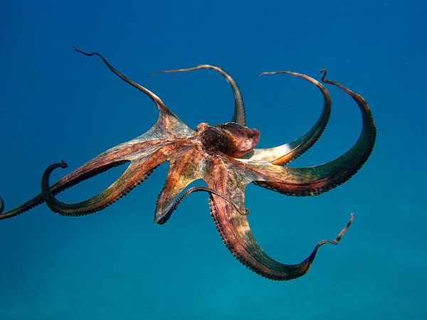 Τα χταπόδια βλέπουν όνειρα όταν κοιμούνται και μετατρέπονται σε… καλειδοσκόπιο (ΒΙΝΤΕΟ)