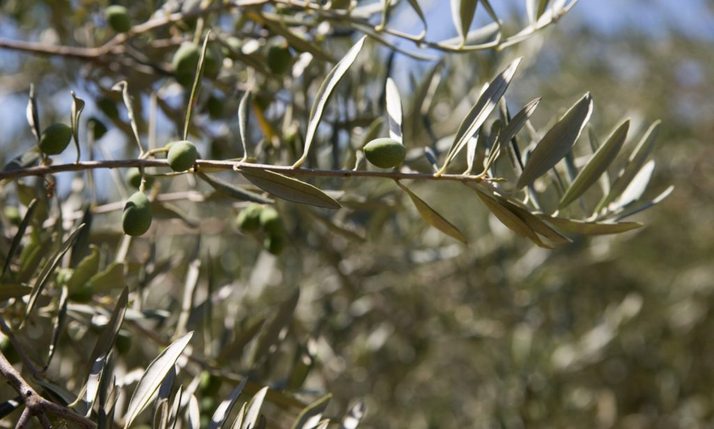 Σημαντική ενημέρωση για τους ελαιοπαραγωγούς του Δήμου Στυλίδας