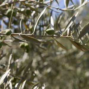 Σημαντική ενημέρωση για τους ελαιοπαραγωγούς του Δήμου Στυλίδας