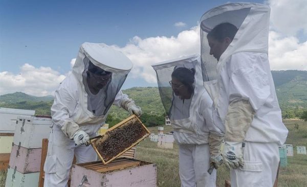 Φθιώτιδα: Ξεκίνησαν οι δηλώσεις κατεχόμενων κυψελών
