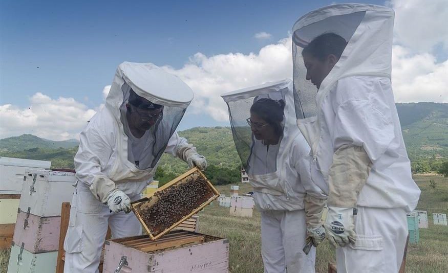 Φθιώτιδα: Ξεκίνησαν οι δηλώσεις κατεχόμενων κυψελών