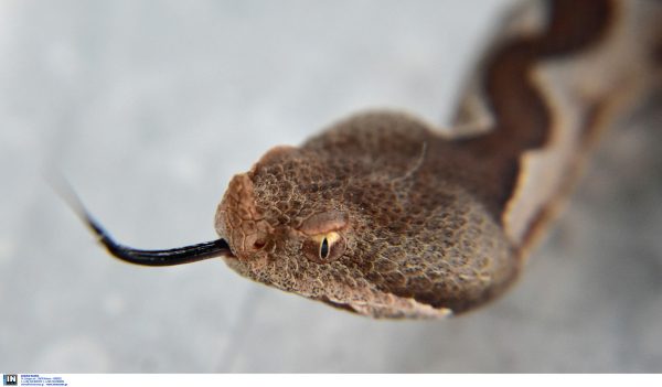 Λαμία: Οχιά δάγκωσε ποδοσφαιριστή την ώρα της προπόνησης